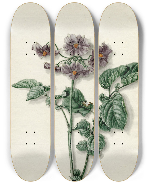Triptych art skateboard deck of Barend Hendrik Thier Bloeiende Aardappel by Barend Hendrik Thier (1751-1814)