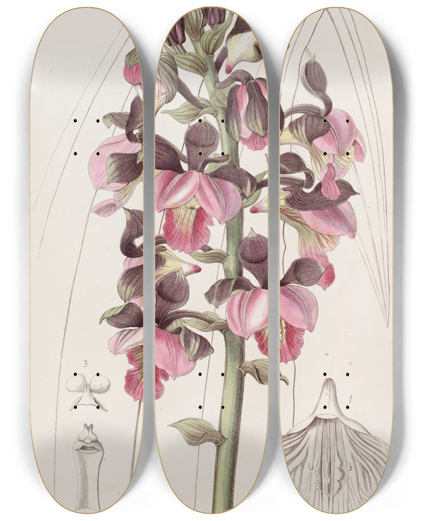 Triptych art skateboard deck of Sydenham Edwards Rosecoloured Lissochilus by Sydenham Edwards (1768-1819)