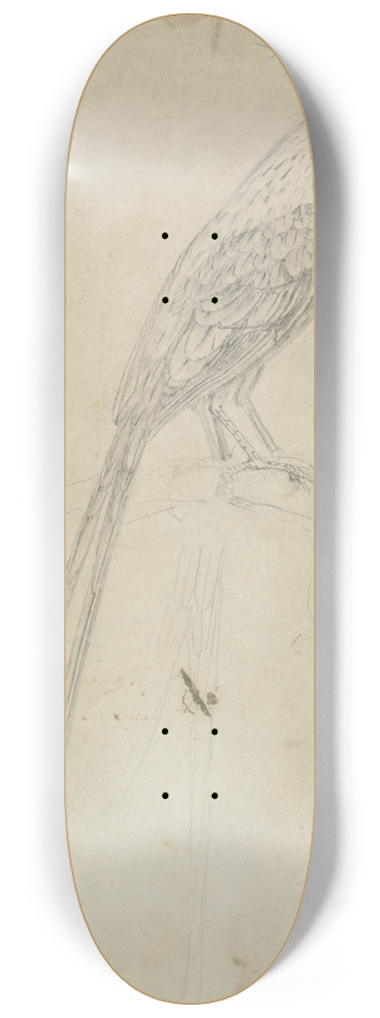 James Sowerby - A Bird 8.25 inch art skate deck