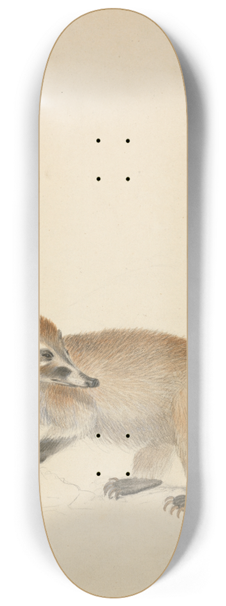 James Sowerby - A Coatimundi 8.25 inch art skate deck