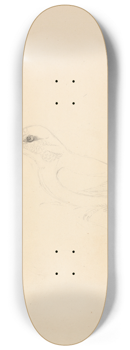 James Sowerby - A Kingfisher 8.25 inch art skate deck