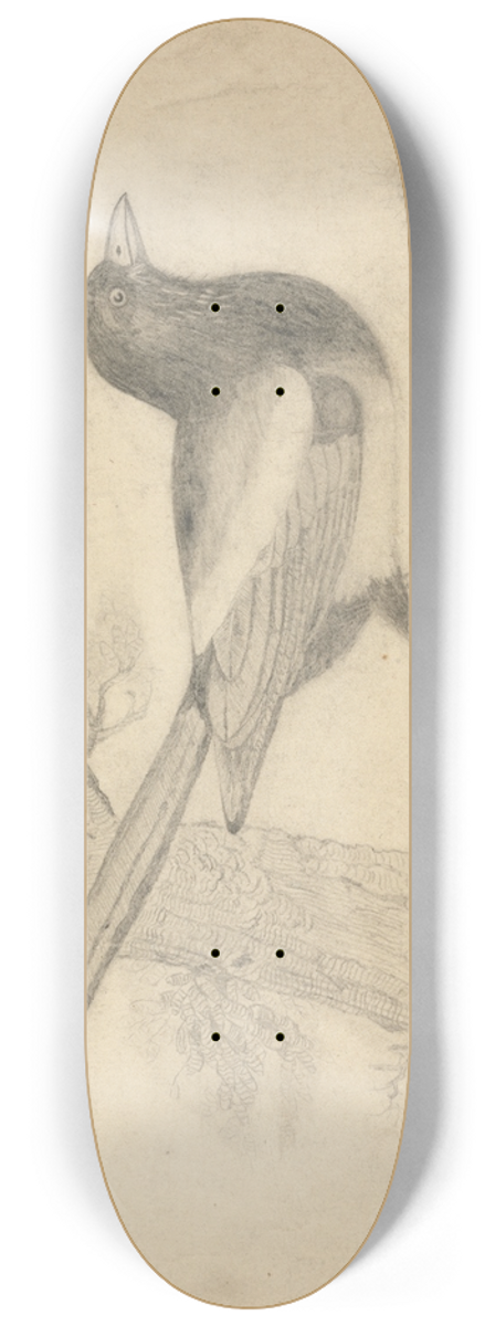 James Sowerby - A Magpie in a Tree 8.25 inch art skate deck