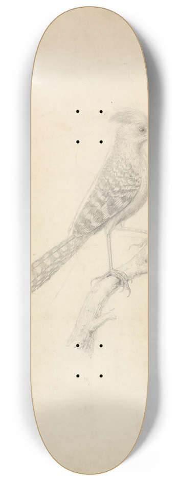 James Sowerby - Antshrike 8.25 inch art skate deck