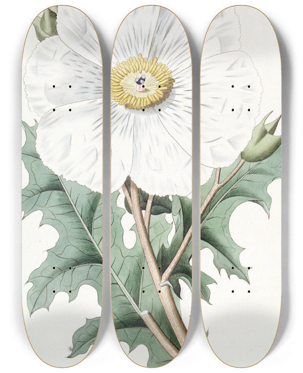 Triptych art skateboard deck of Sydenham Edwards Largeflowered Mexican Poppy by Sydenham Edwards (1768-1819)