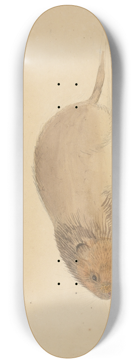 James Sowerby - A Vole 8.25 inch art skate deck