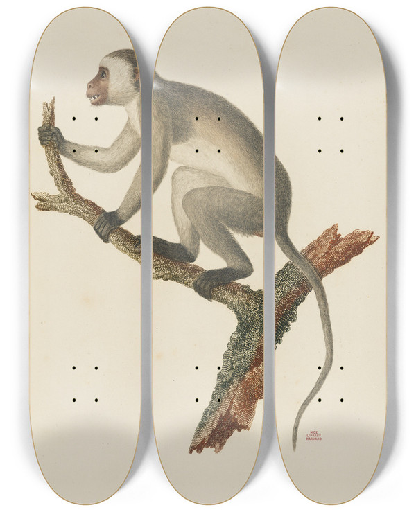 Triptych art skateboard deck of Jeanbaptiste Audebert Le Callitriche Varit A by Jean-Baptiste Audebert (1759-1800)