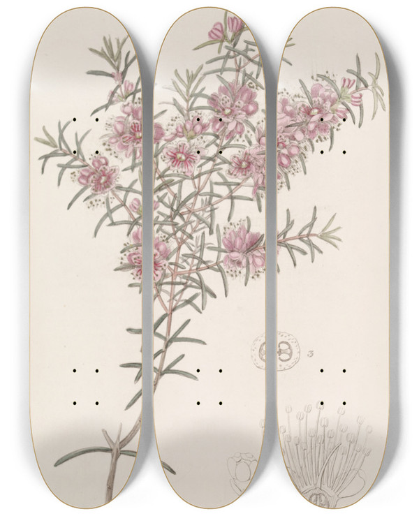 Triptych art skateboard deck of Sydenham Edwards Larger Peach Myrtle by Sydenham Edwards (1768-1819)