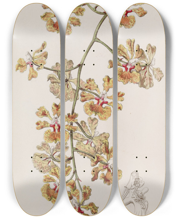 Triptych art skateboard deck of Sydenham Edwards Mr Boyds Oncidium by Sydenham Edwards (1768-1819)
