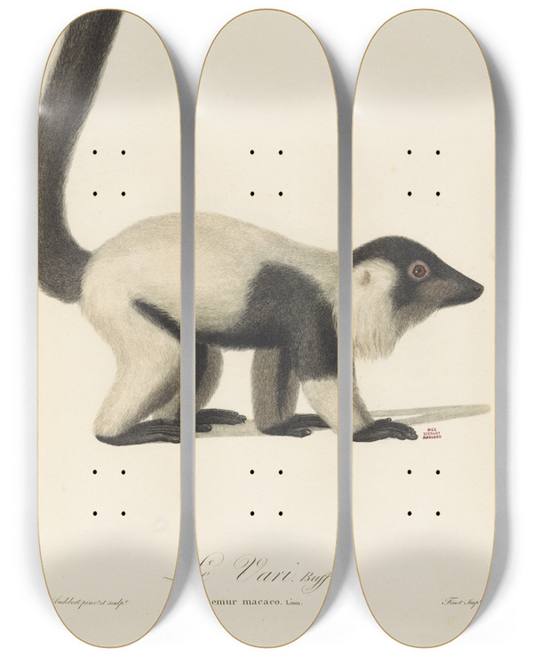 Triptych art skateboard deck of Jeanbaptiste Audebert Le Vari by Jean-Baptiste Audebert (1759-1800)