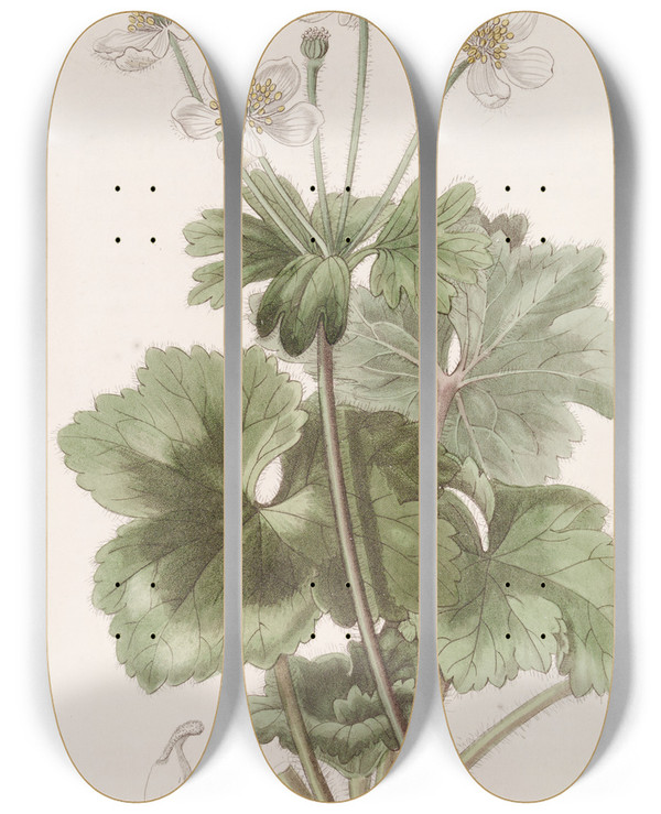 Triptych art skateboard deck of Sydenham Edwards Dr Govans Anemone by Sydenham Edwards (1768-1819)