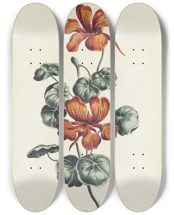 Triptych art skateboard deck of Carington Bowles Nasturtium by Carington Bowles (1724-1793)