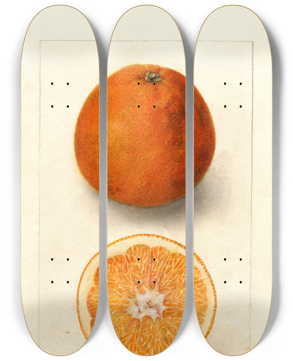 Triptych art skateboard deck of Deborah Griscom Passmore Citrus Sinensis Washington Navel_3 by Deborah Griscom Passmore (1840-1911)