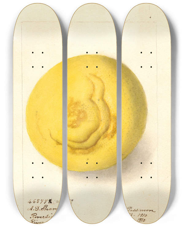Triptych art skateboard deck of Deborah Griscom Passmore Citrus Paradisi by Deborah Griscom Passmore (1840-1911)