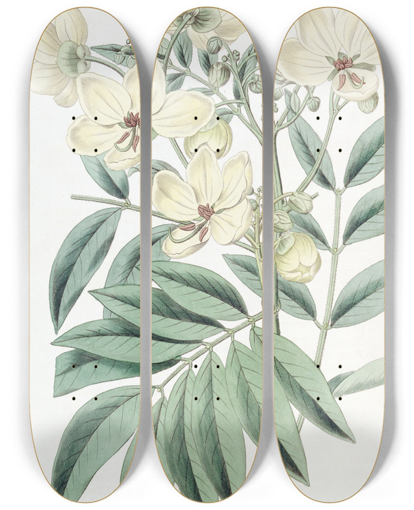 Triptych art skateboard deck of Sydenham Edwards Mr Herberts Cassia by Sydenham Edwards (1768-1819)