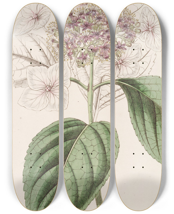 Triptych art skateboard deck of Sydenham Edwards Japan Hydrangea by Sydenham Edwards (1768-1819)