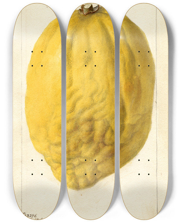 Triptych art skateboard deck of Deborah Griscom Passmore Citrus Medica by Deborah Griscom Passmore (1840-1911)