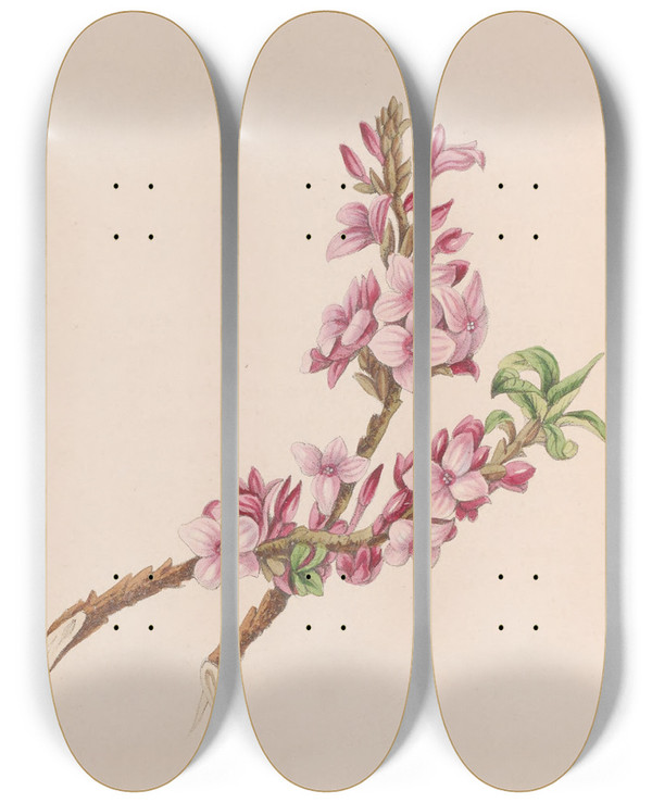 Triptych art skateboard deck of John Stevens Henslow Mezereon by John Stevens Henslow (1796-1861)