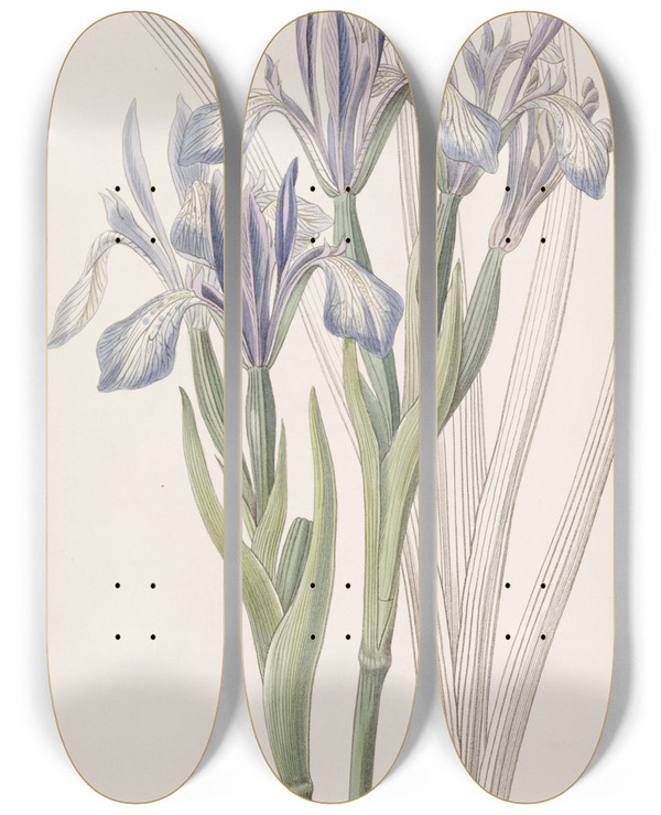 Triptych art skateboard deck of Sydenham Edwards Sweetscented Iris by Sydenham Edwards (1768-1819)