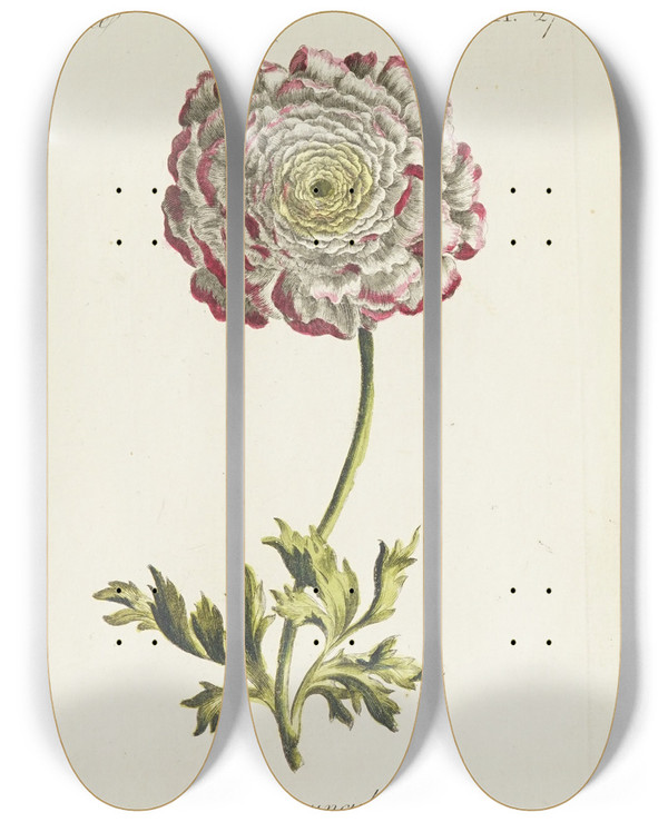 Triptych art skateboard deck of Carington Bowles Ranuncula by Carington Bowles (1724-1793)