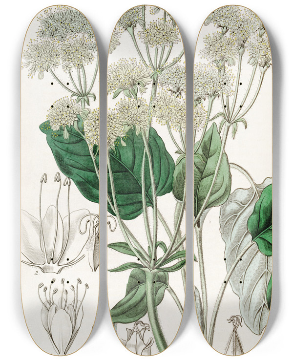 Triptych art skateboard deck of Sydenham Edwards Compound Eriogonum by Sydenham Edwards (1768-1819)