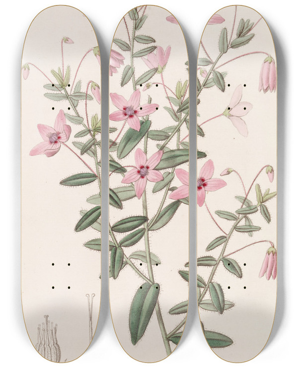 Triptych art skateboard deck of Sydenham Edwards Hairy Tetratheca by Sydenham Edwards (1768-1819)