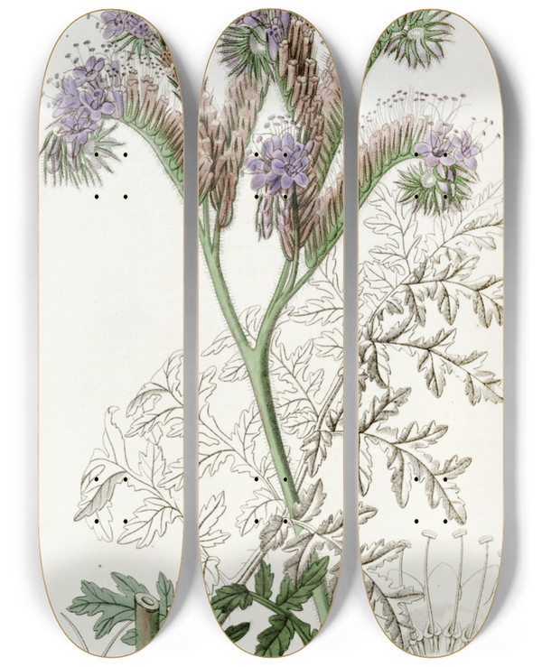Triptych art skateboard deck of Sydenham Edwards Tansyleaved Phacelia by Sydenham Edwards (1768-1819)