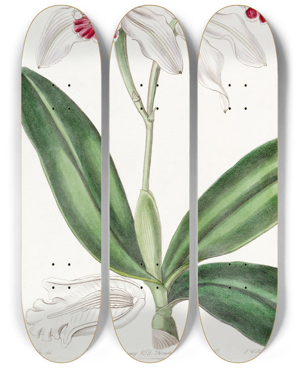 Triptych art skateboard deck of Sydenham Edwards Paleflowered Intermediate Cattleya by Sydenham Edwards (1768-1819)