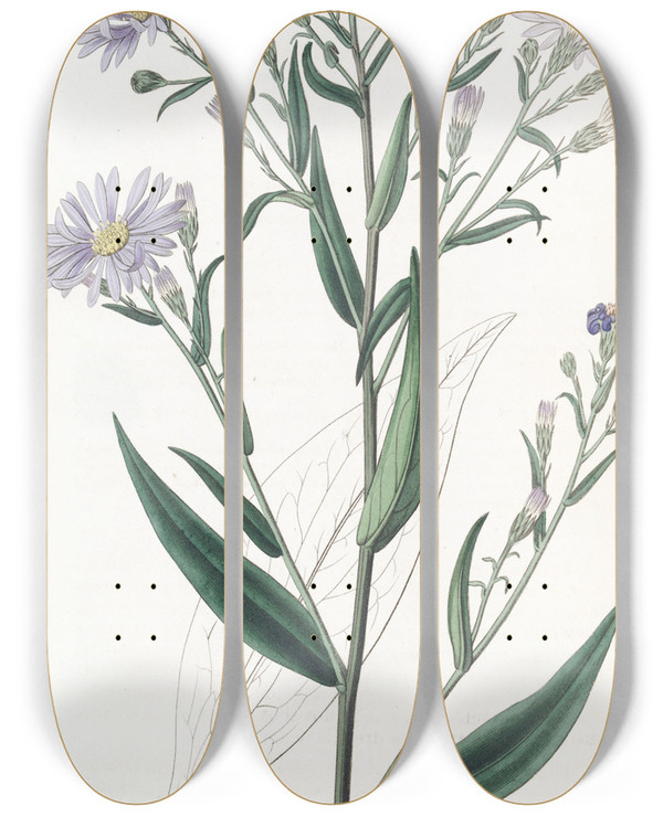 Triptych art skateboard deck of Sydenham Edwards Smooth Aster by Sydenham Edwards (1768-1819)
