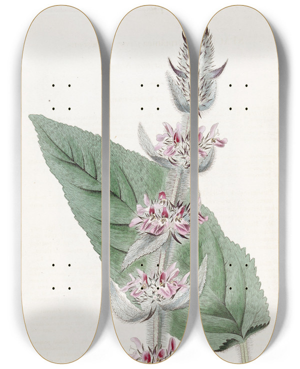 Triptych art skateboard deck of Sydenham Edwards Pubescent German Stachys by Sydenham Edwards (1768-1819)