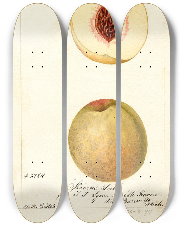 Triptych art skateboard deck of William Henry Prestele Prunus Persica Stevens Late by William Henry Prestele (1838-1895)