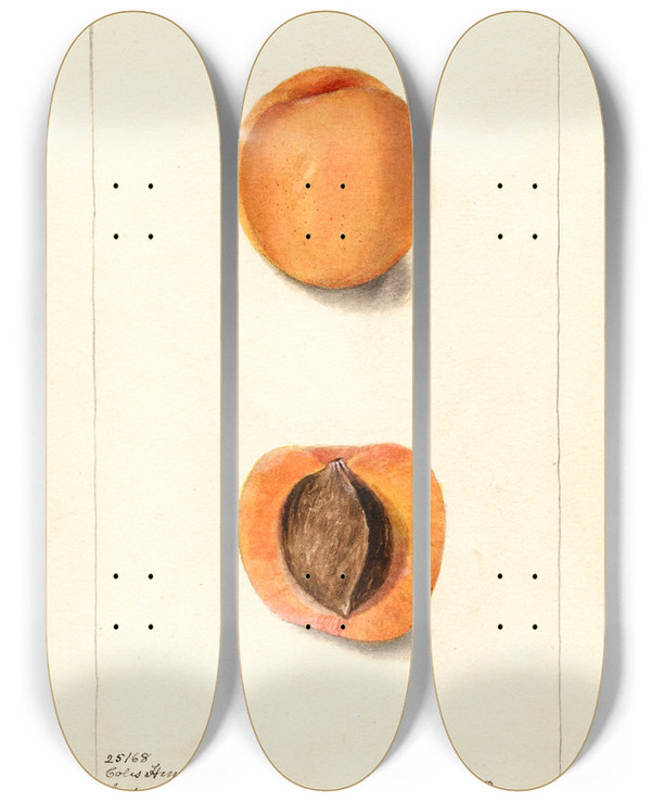 Triptych art skateboard deck of Deborah Griscom Passmore Prunus Mume Coles Hemskirk by Deborah Griscom Passmore (1840-1911)