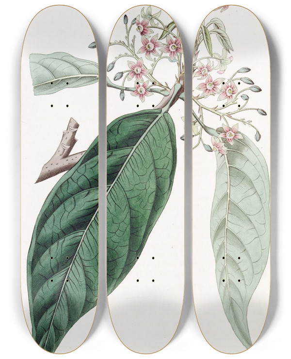 Triptych art skateboard deck of Sydenham Edwards Lanceolate Sterculia by Sydenham Edwards (1768-1819)