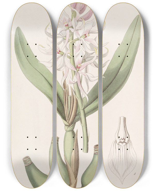 Triptych art skateboard deck of Sydenham Edwards Glumaceous Epidendrum by Sydenham Edwards (1768-1819)