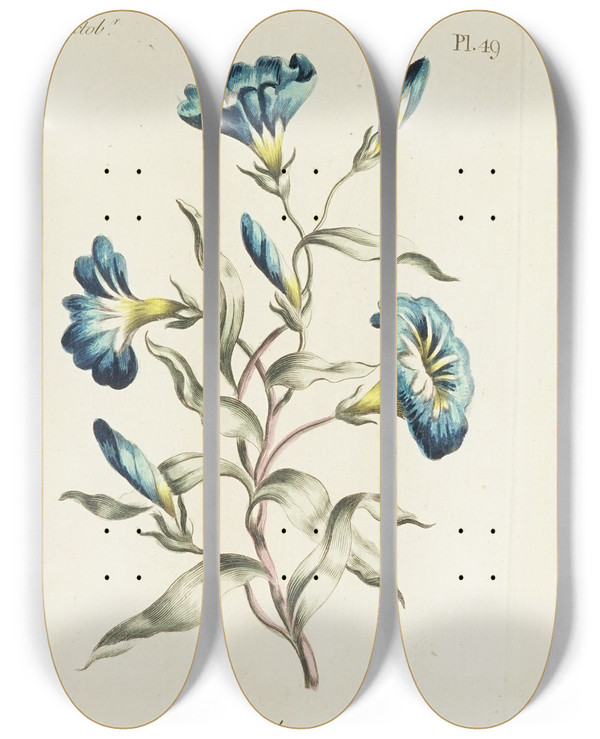 Triptych art skateboard deck of Carington Bowles Convolvulus by Carington Bowles (1724-1793)