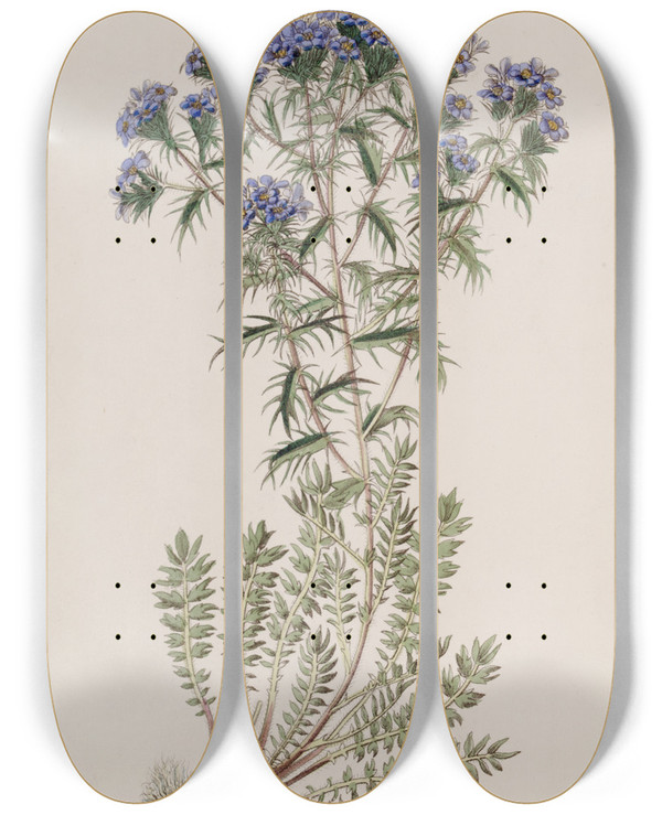 Triptych art skateboard deck of Sydenham Edwards Spiny Triptilion by Sydenham Edwards (1768-1819)