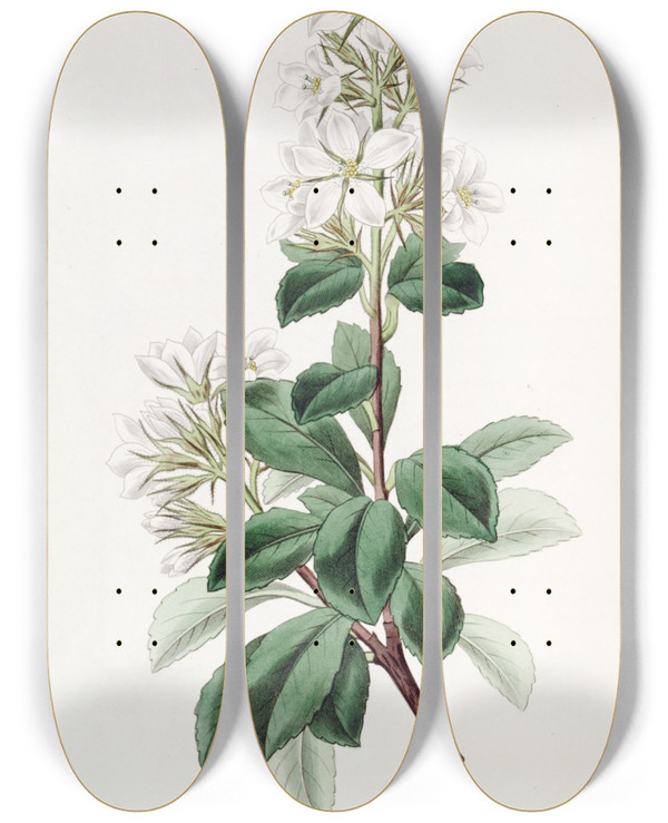 Triptych art skateboard deck of Sydenham Edwards Red Raphiolepis by Sydenham Edwards (1768-1819)