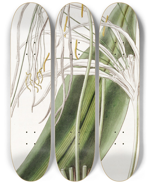 Triptych art skateboard deck of Sydenham Edwards Longflowered Pancratium by Sydenham Edwards (1768-1819)
