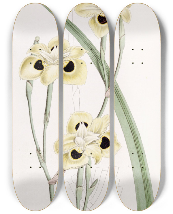 Triptych art skateboard deck of Sydenham Edwards Twocoloured Iris by Sydenham Edwards (1768-1819)