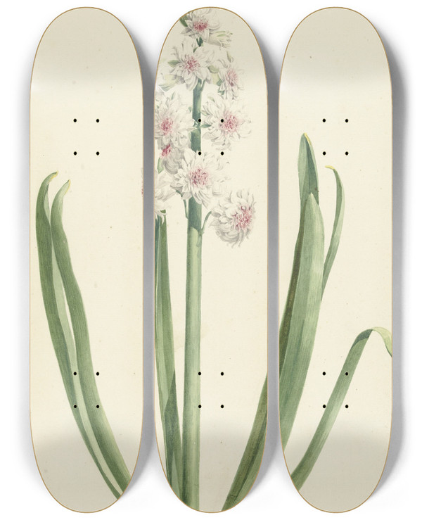Triptych art skateboard deck of Jan Augustini De Rozewitte Hyacint Kroon Van Groot Brittanien by Jan Augustini (1725-1773)