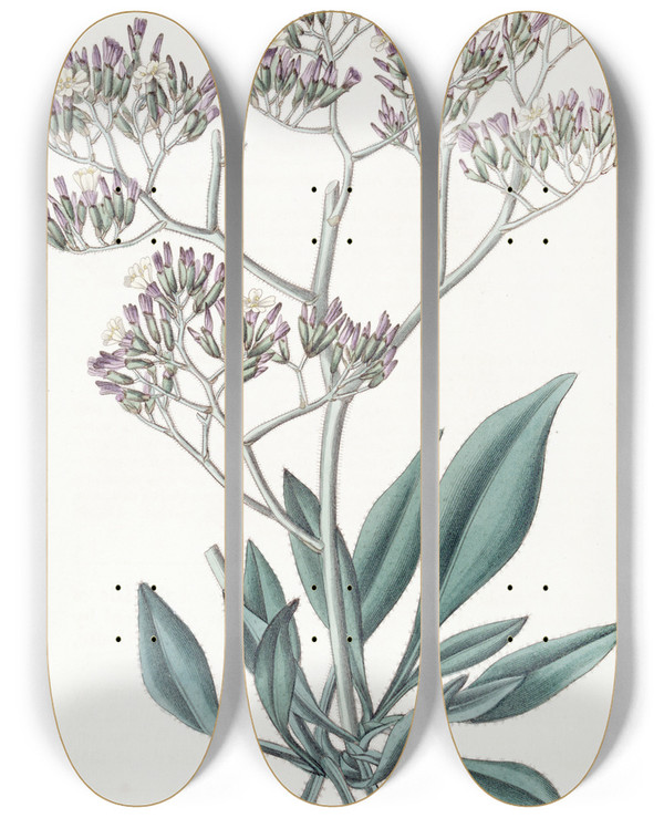 Triptych art skateboard deck of Sydenham Edwards Downyleaved Statice by Sydenham Edwards (1768-1819)