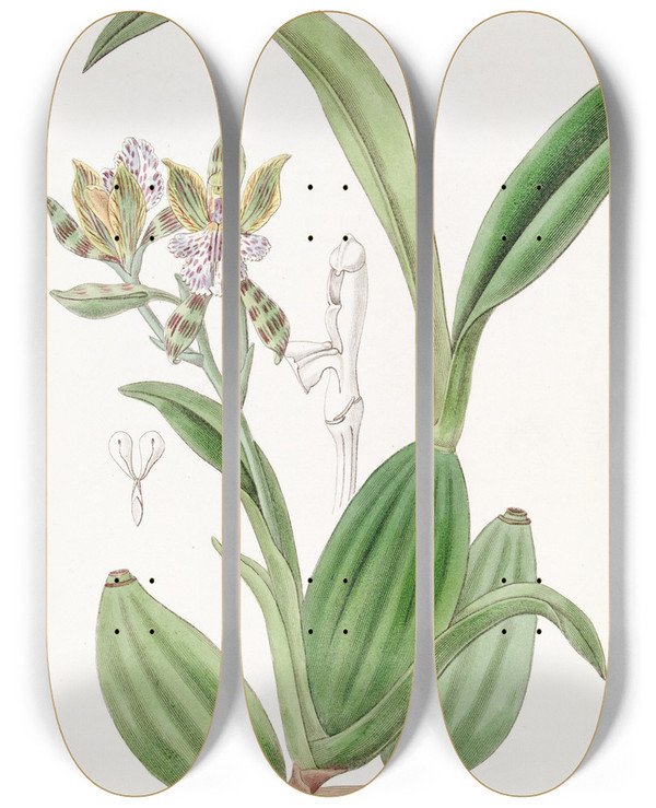 Triptych art skateboard deck of Sydenham Edwards Variegated Aspasia by Sydenham Edwards (1768-1819)