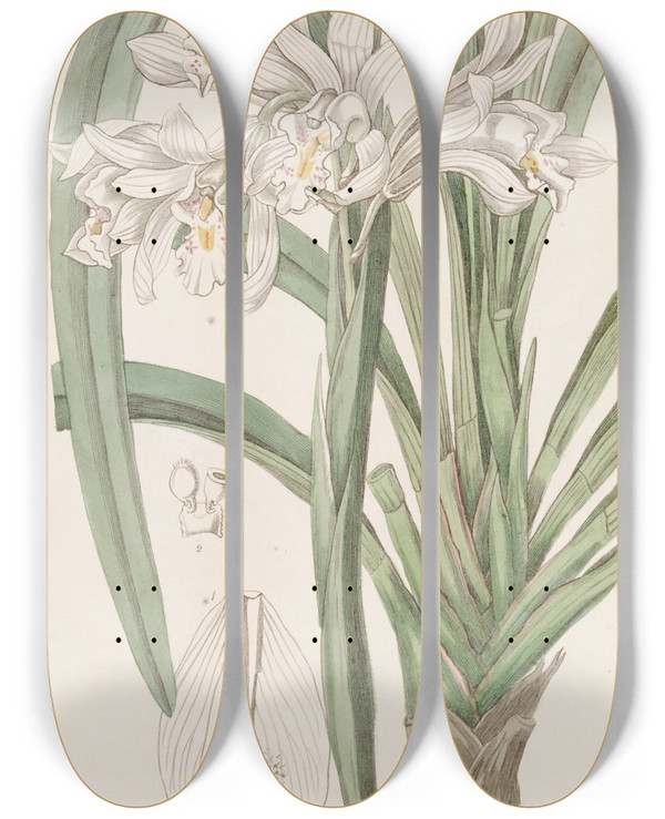 Triptych art skateboard deck of Sydenham Edwards Masters Cymbid by Sydenham Edwards (1768-1819)