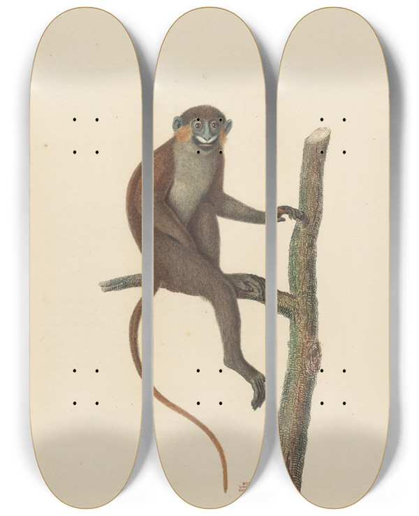 Triptych art skateboard deck of Jeanbaptiste Audebert Le Moustac by Jean-Baptiste Audebert (1759-1800)