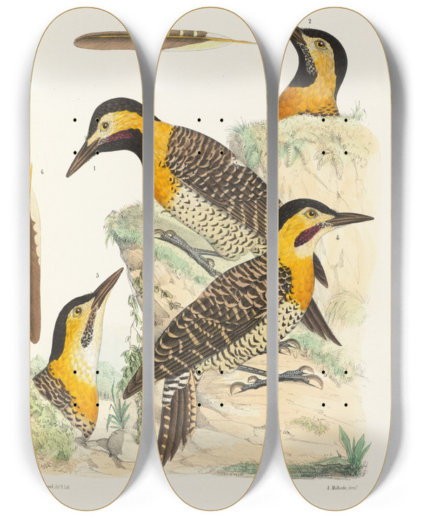 Triptych art skateboard deck of Alfred Malherbe Monographie Des Picides Pl37 by Alfred Malherbe (1804-1865)
