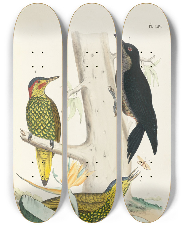 Triptych art skateboard deck of Alfred Malherbe Monographie Des Picides Pl43 by Alfred Malherbe (1804-1865)