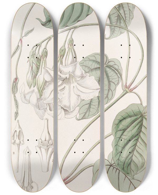 Triptych art skateboard deck of Sydenham Edwards Sweetscented Mandevilla by Sydenham Edwards (1768-1819)
