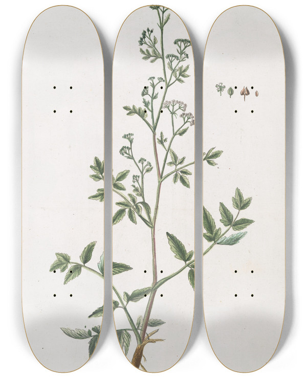 Triptych art skateboard deck of Giorgio Bonelli Thysselinum Plinii Appio Palustre Piersil De Marais Marsh Parsley by Giorgio Bonelli (1742-1782)