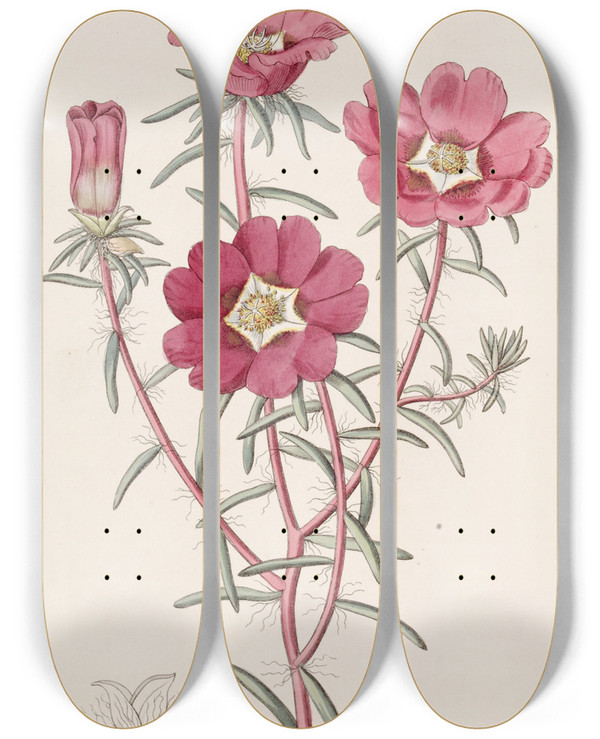 Triptych art skateboard deck of Sydenham Edwards Portulaca Splendens by Sydenham Edwards (1768-1819)
