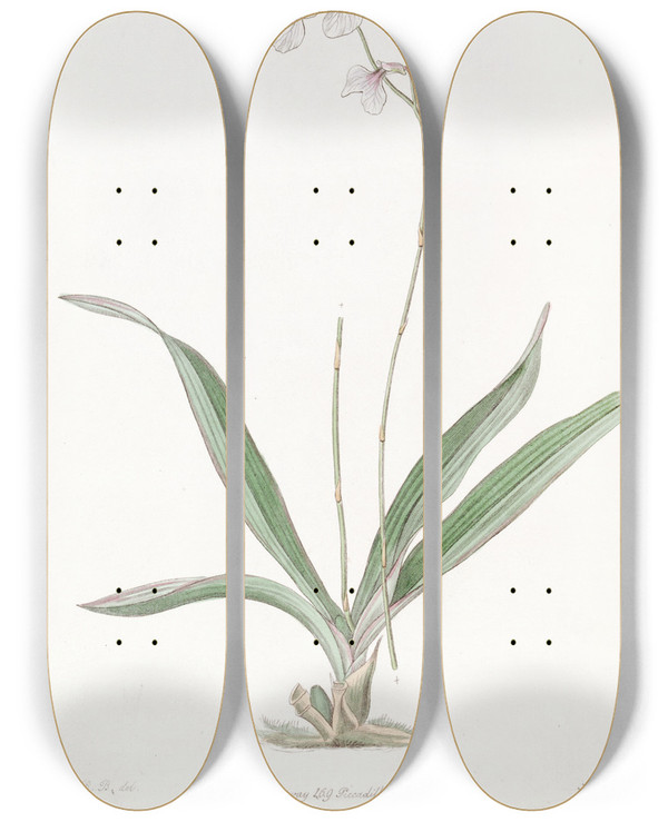 Triptych art skateboard deck of Sydenham Edwards Delicate Ionopsis by Sydenham Edwards (1768-1819)