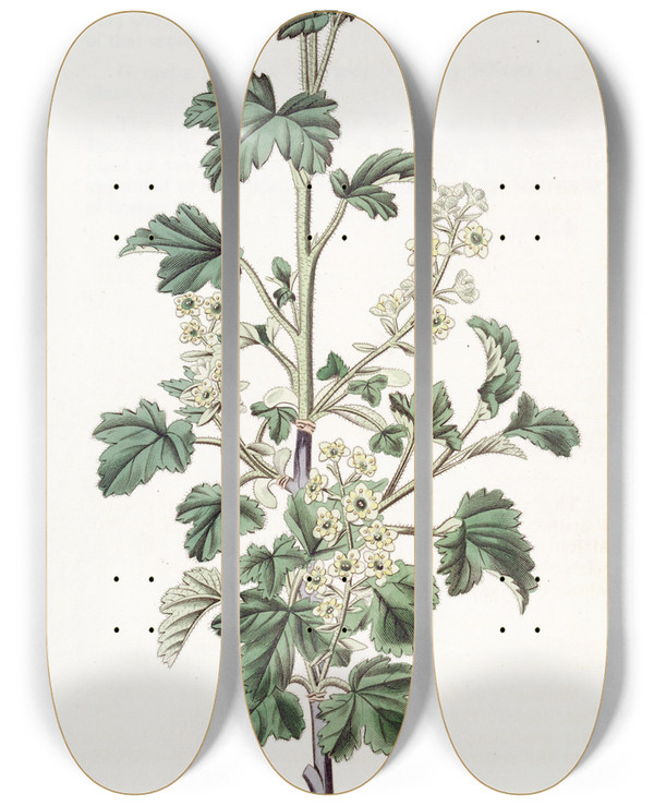 Triptych art skateboard deck of Sydenham Edwards Dotted Currant_1 by Sydenham Edwards (1768-1819)